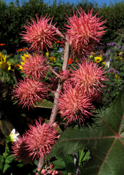 Ricinus2c