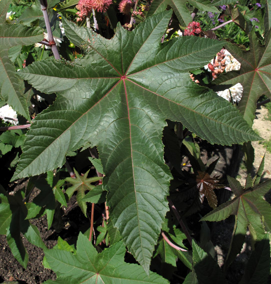 Ricinus2