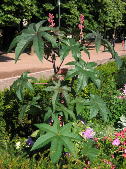 Ricinus1