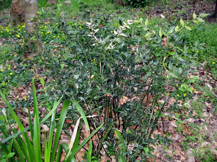 Ruscus1