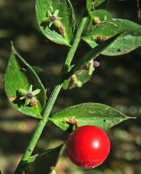 Ruscus4