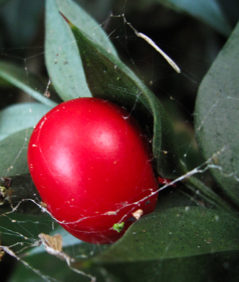 Ruscus5