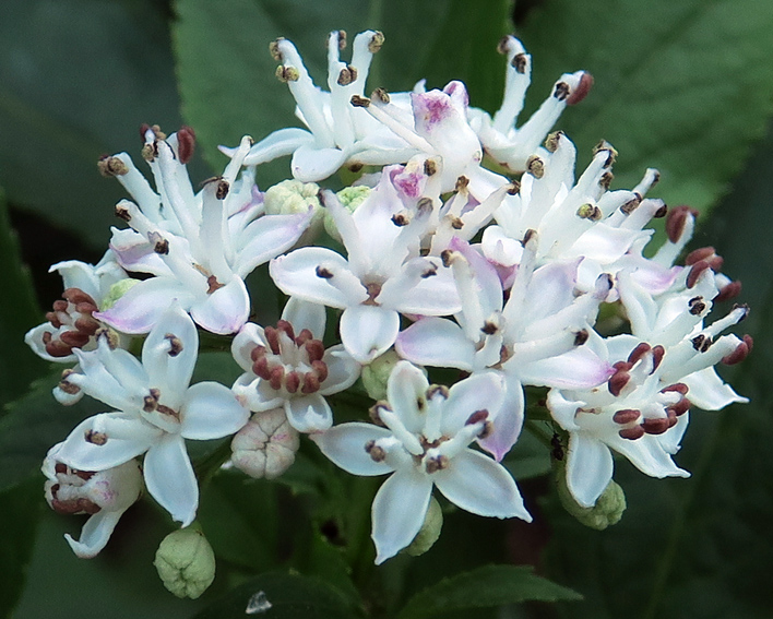 Sambucus6c