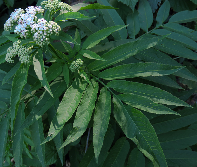 Sambucus6a