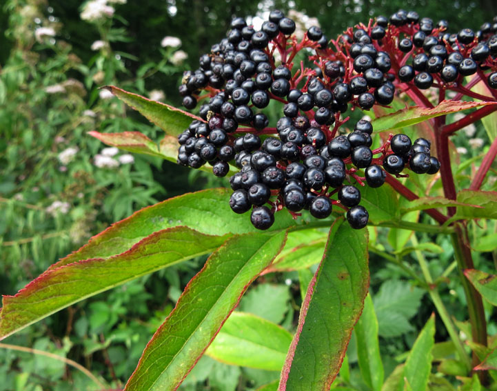 Sambucus7a