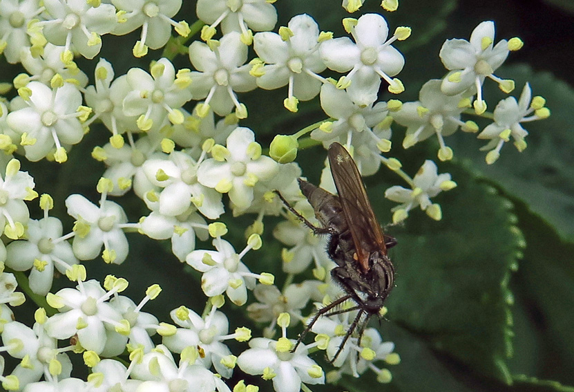 sambucus2a