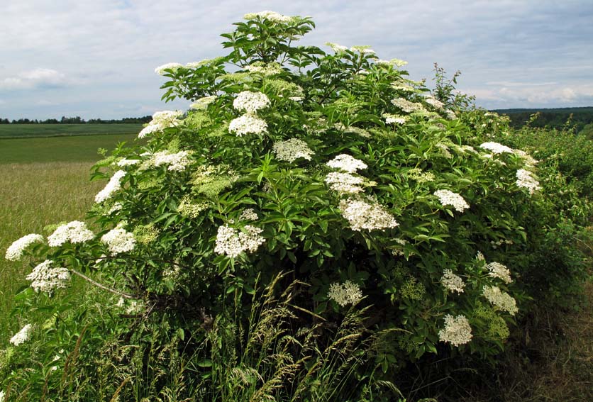 sambucus0