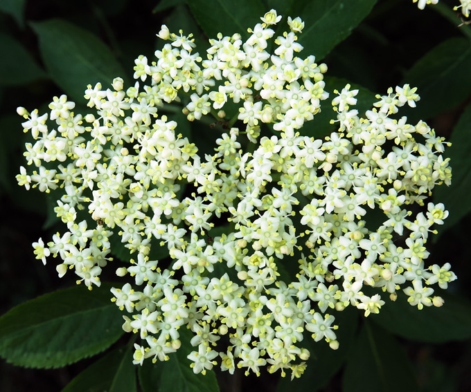 Sambucus2b