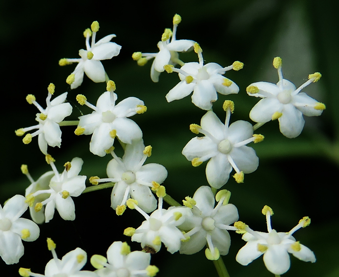 sambucus2c