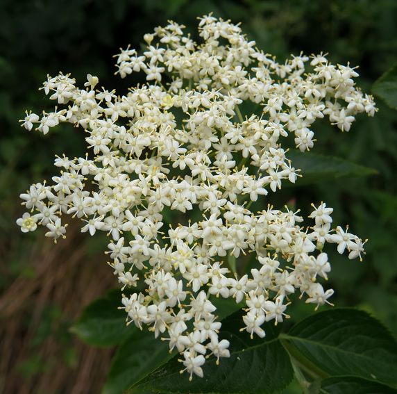 Sambucus2b