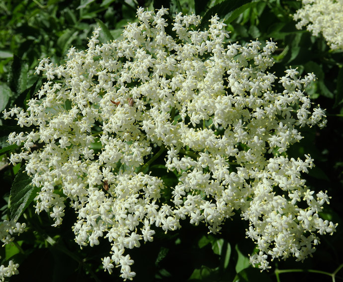 Sambucus1b