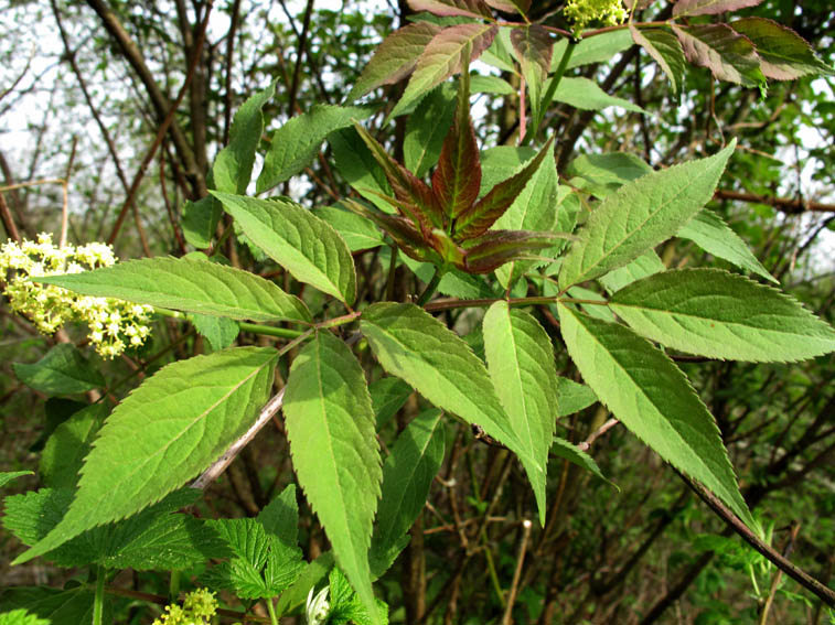 sambucus4