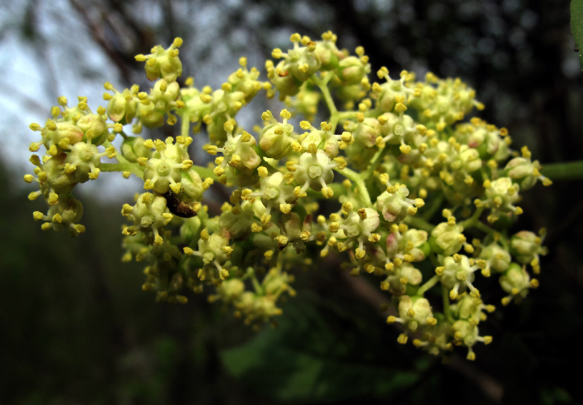 Sambucus4a