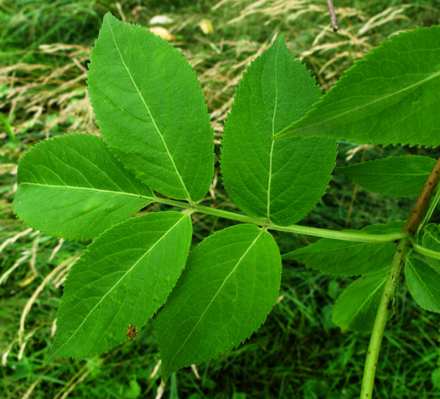 Sambucus9