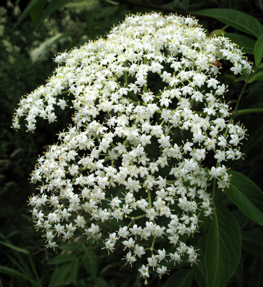 Sambucus10