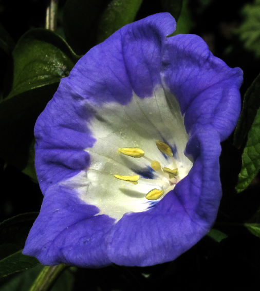 Nicandra2