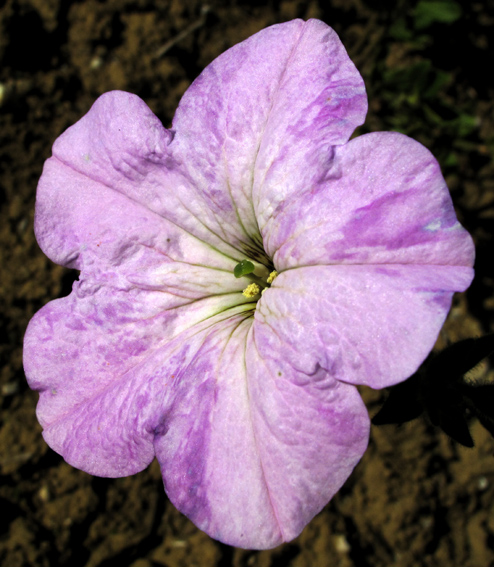 Petunia1