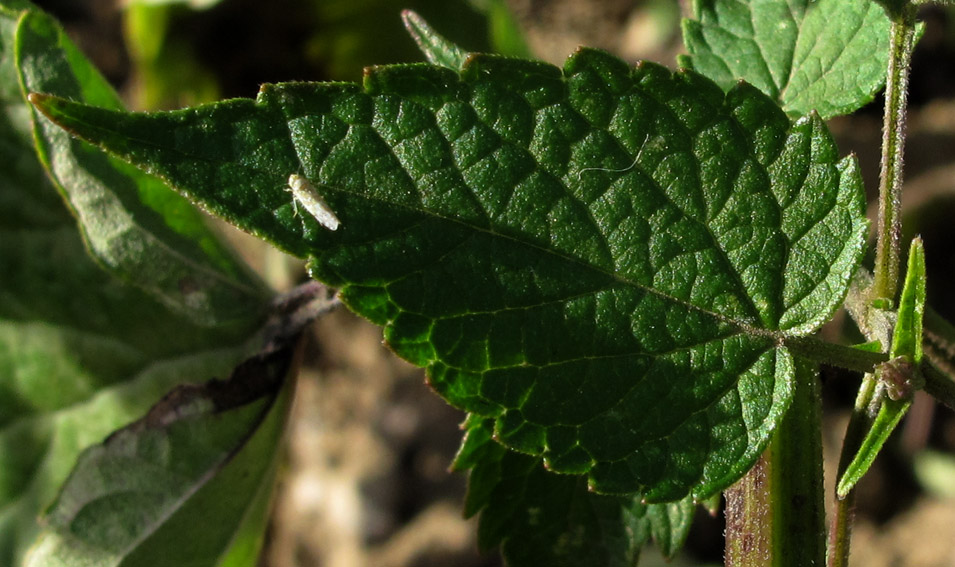 Physalis1