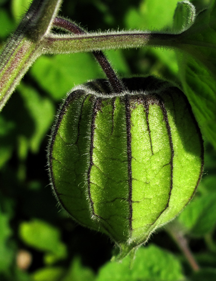 Physalis4