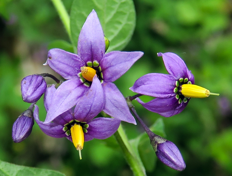 Solanum2a