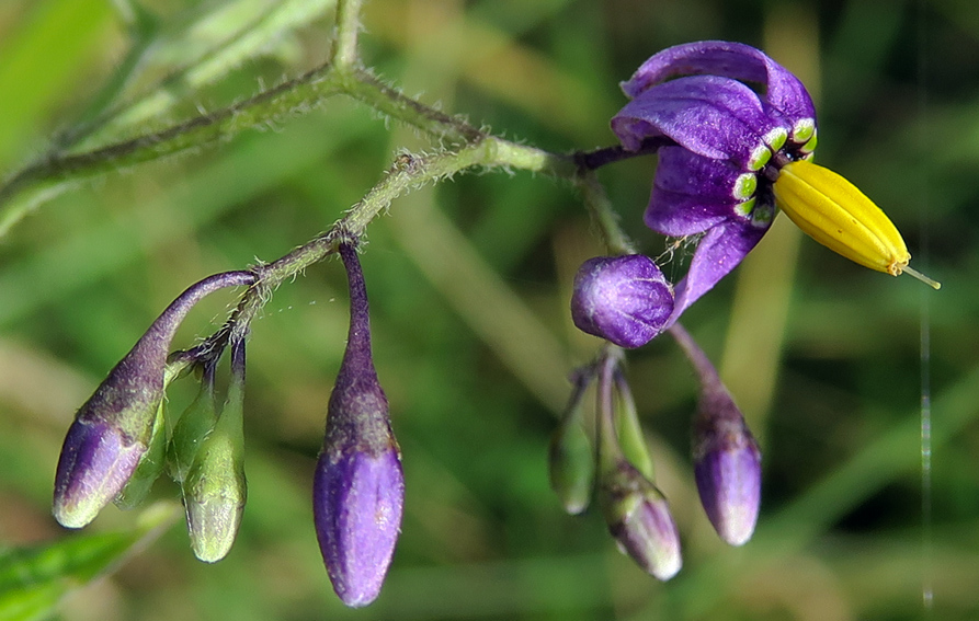 Solanum1