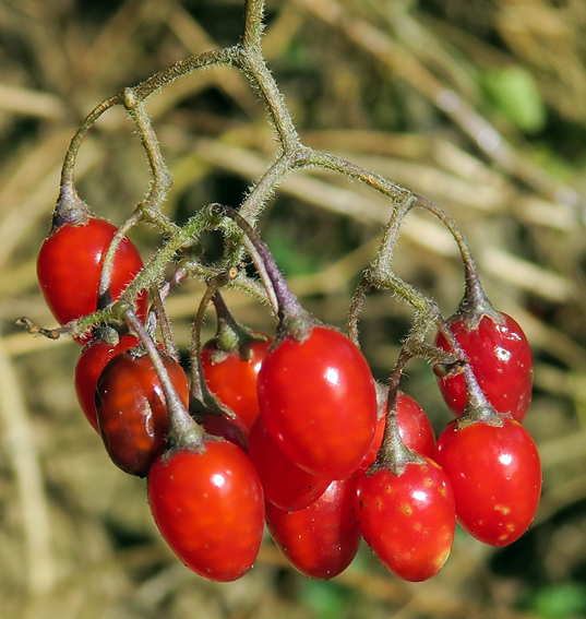 Solanum2d