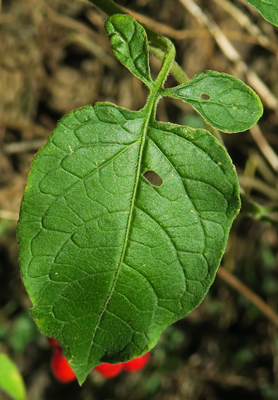 Solanum2c