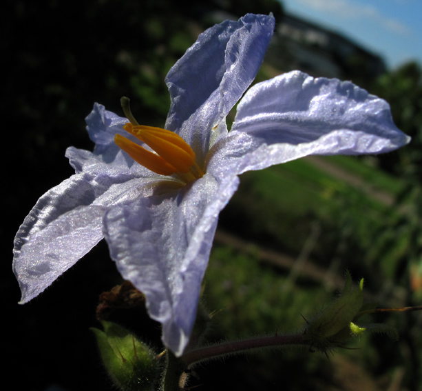 Solanum8