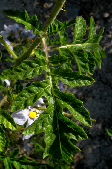 Solanum7