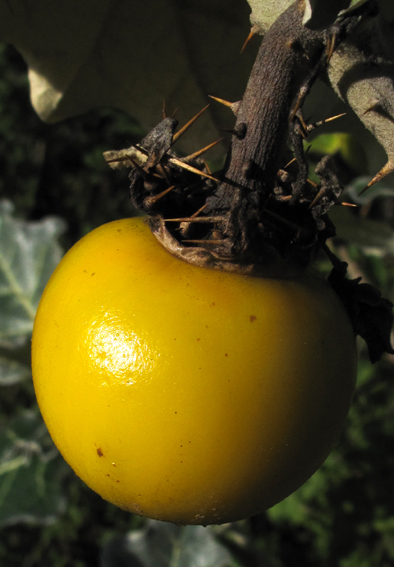 Solanum12