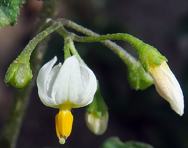 Solanum3b1