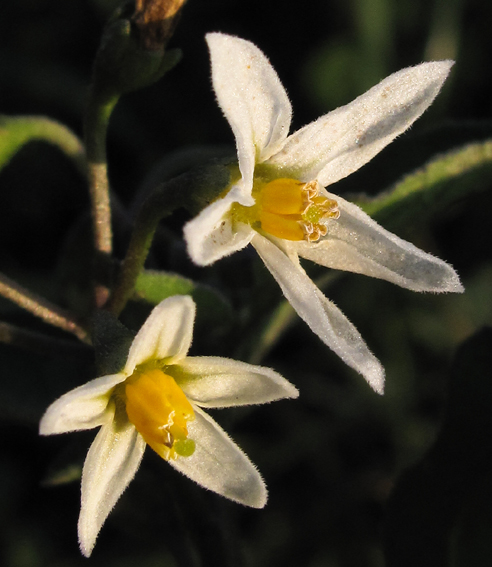 Solanum3b