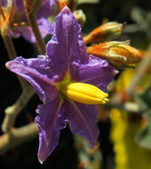 Solanum29