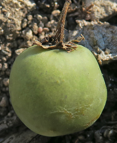 Solanum5d