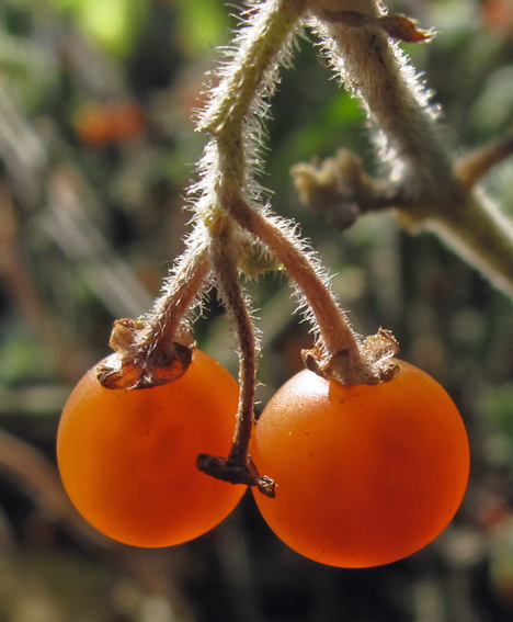 Solanum22