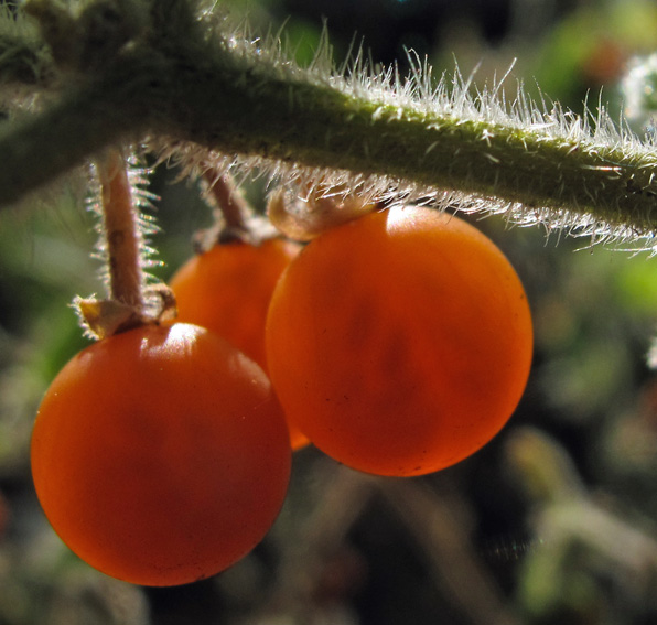 Solanum21