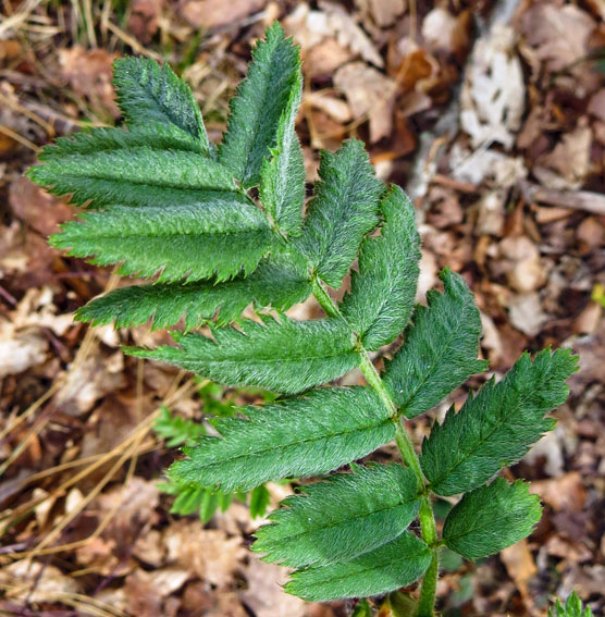 Sorbus1a