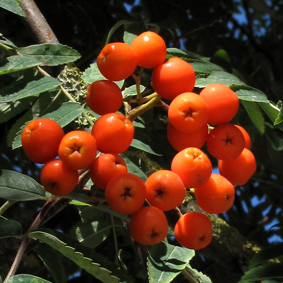 Sorbus3