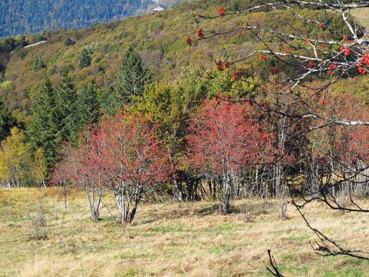 Sorbus4