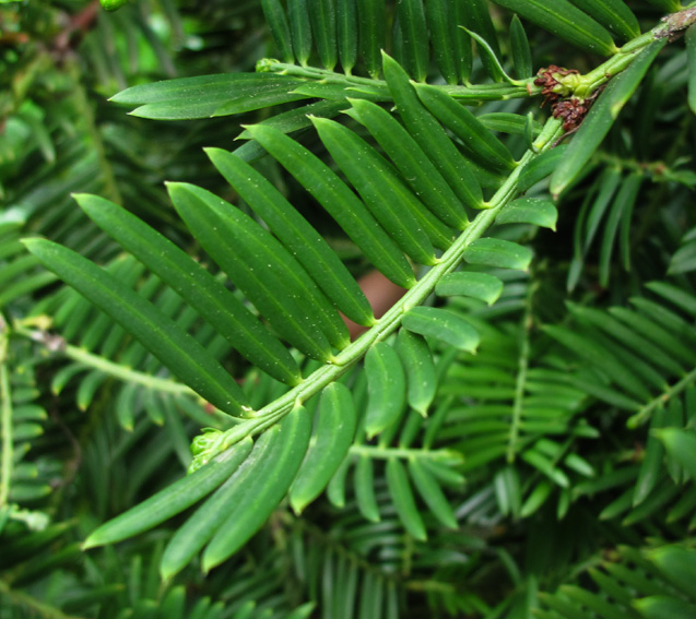 Cephalotaxus3