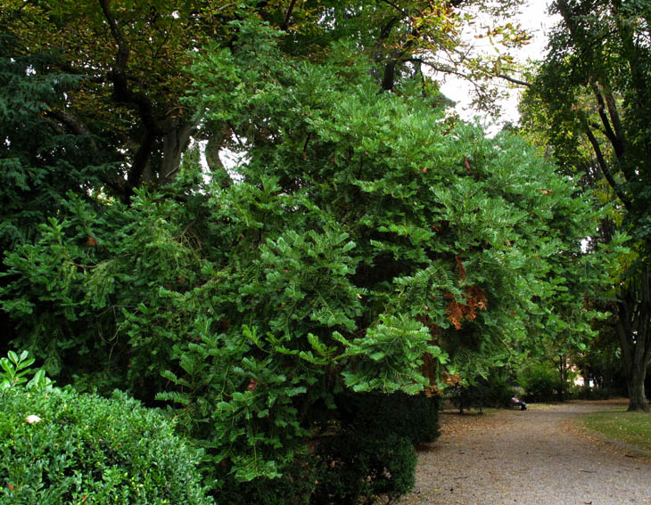 Cephalotaxus1