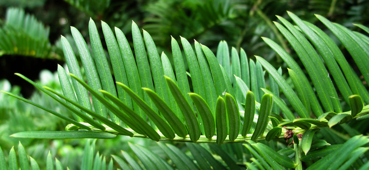 Cephalotaxus2