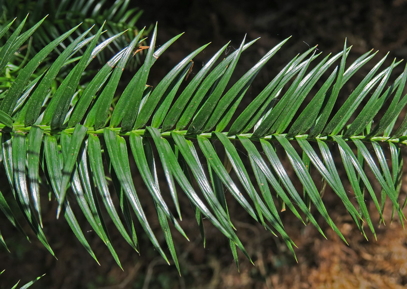 Cunninghamia2