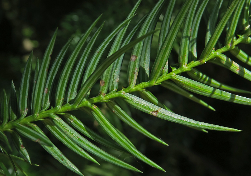 Cunninghamia3