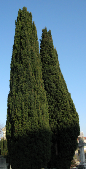 Taxus1