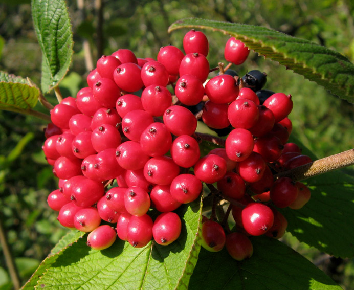 Viburnum3