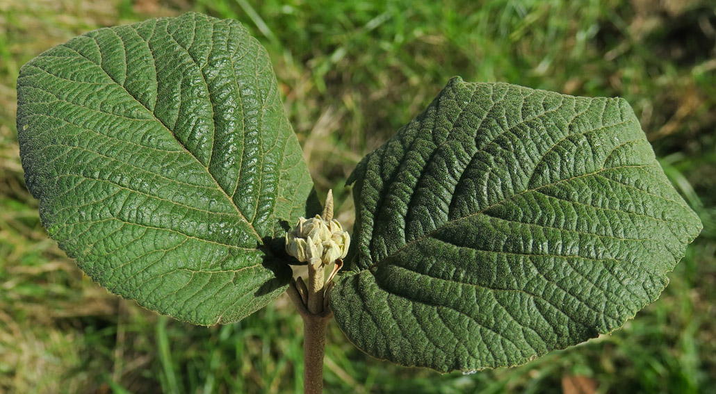 Viburnum4b