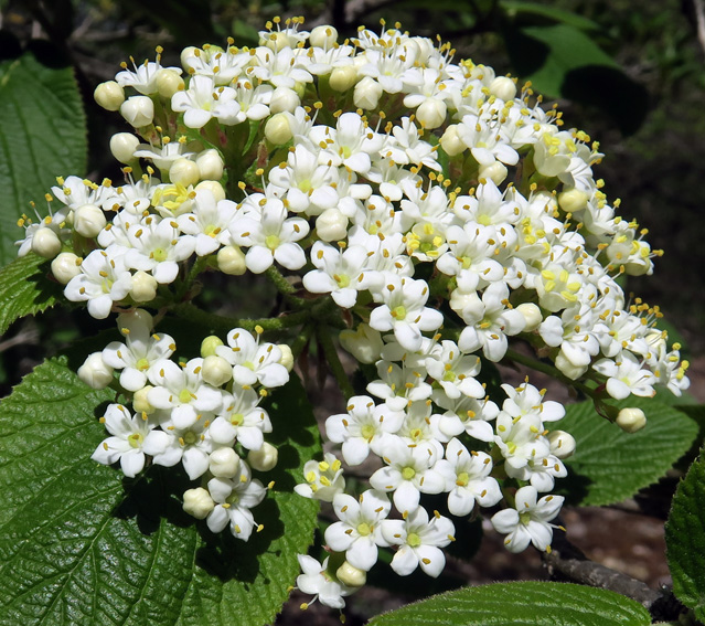 Viburnum4c