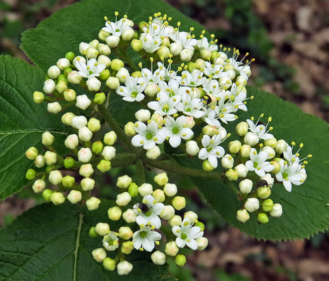 Viburnum2a