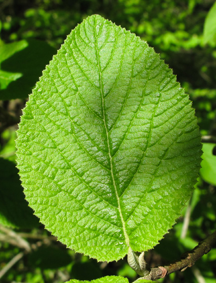 Viburnum1a0